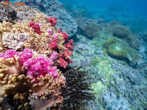Cham Island Snorkeling 1 Day Tour-Hoi An Locals
