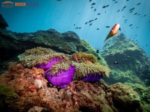 Cham Island Snorkeling Full Day Tour-Hoi An Locals
