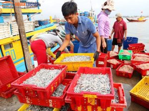 Hoi An Sunrise Fish Market-Hoi An Locals