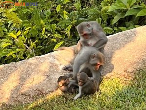 Monkey Mountain Sunrise Private Tour-Hoi An Locals