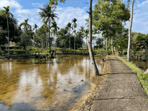 Da Nang To My Lai Massacre By Car-Hoian Locals Travel